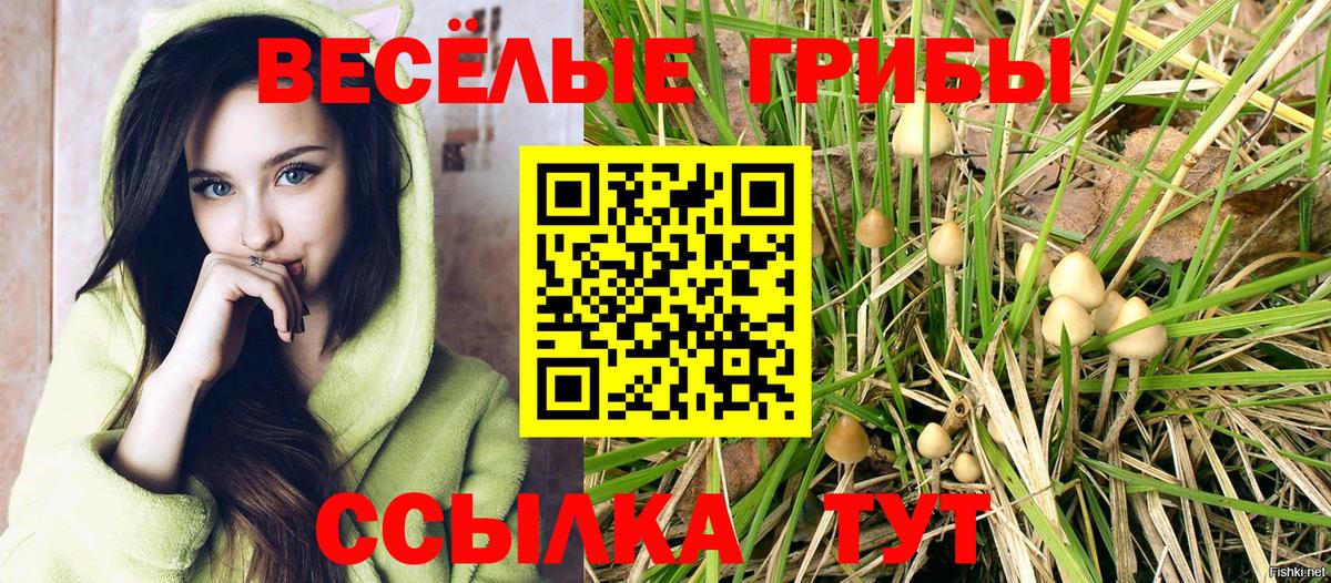 Псилоцибиновые грибы Psilocybine cubensis  Гурьевск 